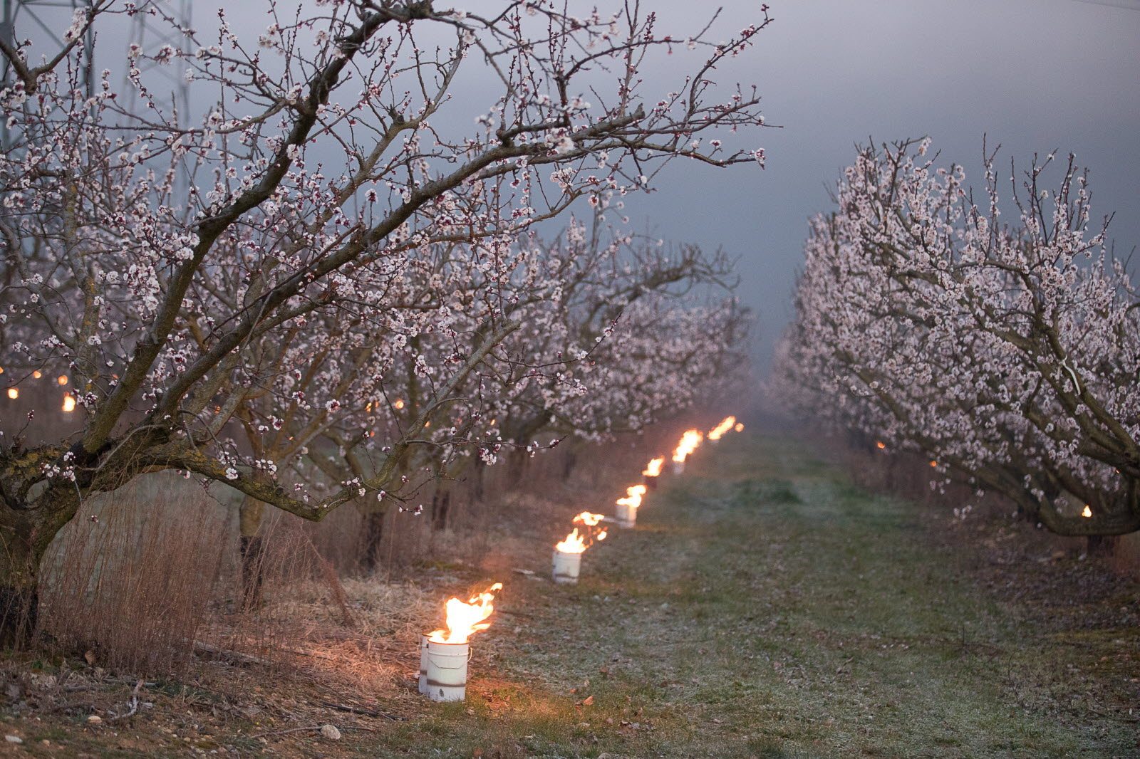 Arrêté reconnaissant le caractère de calamité agricole aux dommages subis par les agriculteurs suite au gel du 6 au 9 mars 2022.